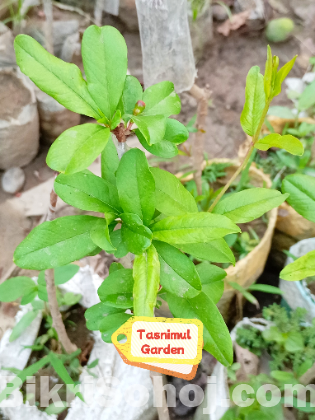 বেদানার চারা (ভালো জাতের)